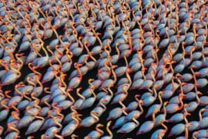 Wildlife. First classified: Solidarity by Mehdi Mohebipour  Flamingos sleep together at night for greater security and stay close during the day. In this crowd of bodies the colourful nuances of their plumage and the reflections of the light are eye-catching