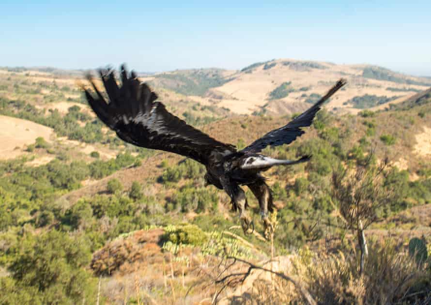 A juvenile male golden eagle flies back into the wild at the Starr Ranch Sanctuary after being released on Friday, July 1, 2016.
