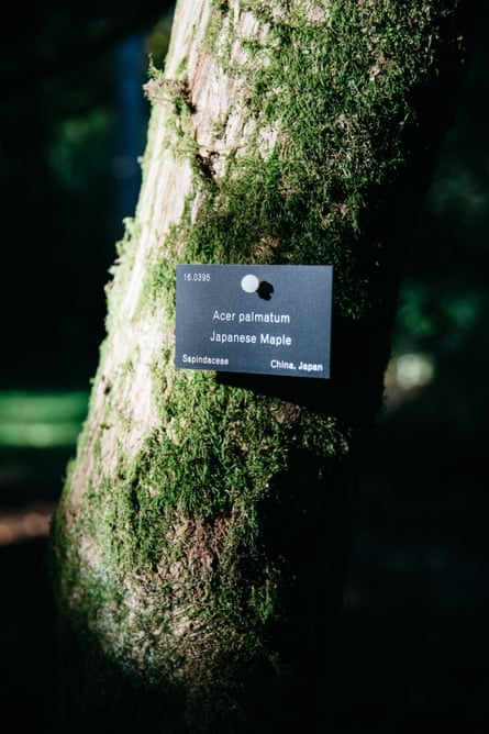 The majority of Arboretums are extensively labelled, allowing visitors to identify unfamiliar species.