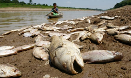 Dead fish on the banks of the Paraná de Manaquiri river, a tributary of the Amazon, near the city of Manaquiri, Brazil, 2009