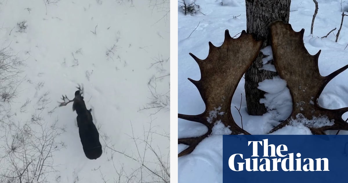 Moose filmed shedding its antlers by drone in rare footage– video