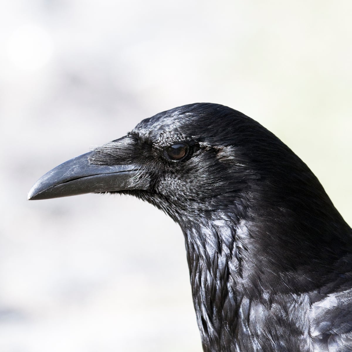 Crowshead Color American Crow Head