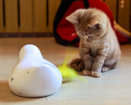 A kitten looks at the PetSafe Peek-A-Bird cat toy.