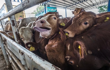 ‘The drivers need to give them water in buckets …’ cattle waiting at the border.