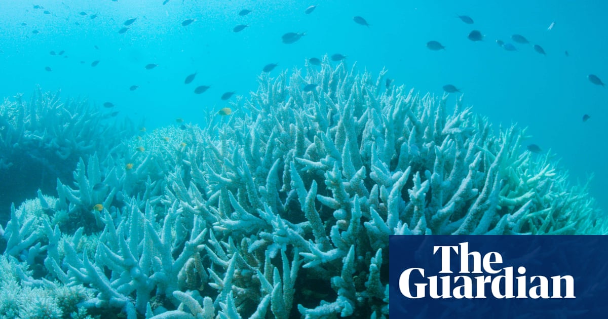 Great Barrier Reef on verge of another mass bleaching after highest temperatures on record