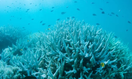 File photo of coral bleaching on the Great Barrier Reef