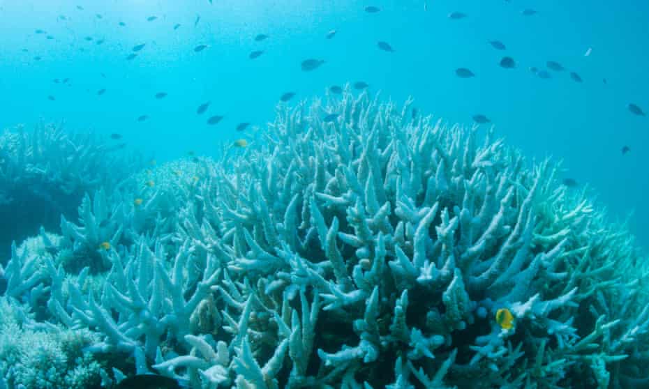 File photo of coral bleaching on the Great Barrier Reef