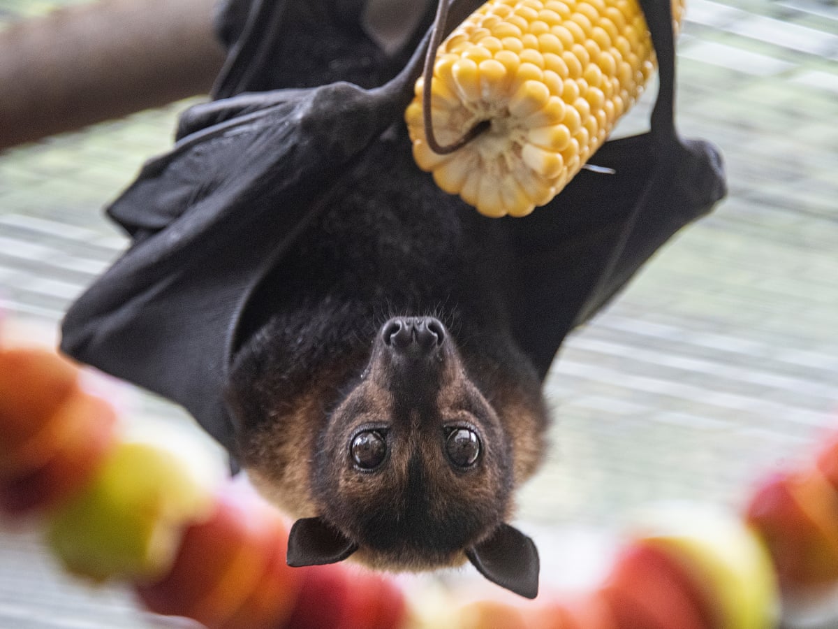 Cute Fruit Bats Eating
