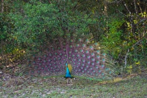 Um pavão abana sua cauda no parque nacional de Wilpattu, Sri Lanka