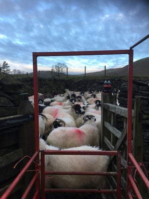 Sheep