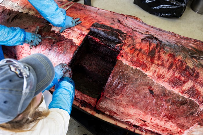 Dissecting the world’s rarest whale – in pictures A block of epaxial muscles is removed. The muscle is dark red because it is filled with myoglobin, which stores oxygen for the whales' deep dives in search of prey.Photograph: Derek Morrison