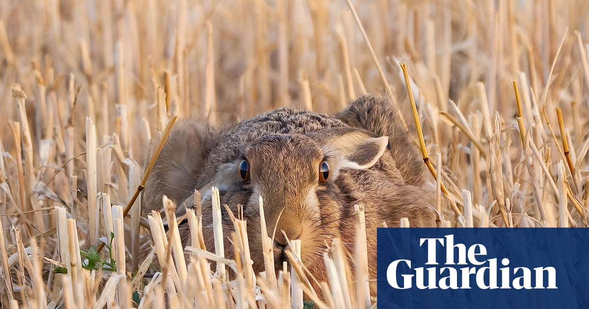 A staring contest and a captivating eclipse – readers’ best photographs