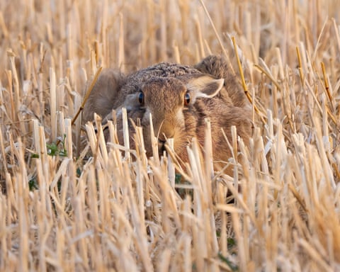 Hunstanton, UK ‘A hare, crouching low, beautifully camouflaged.’