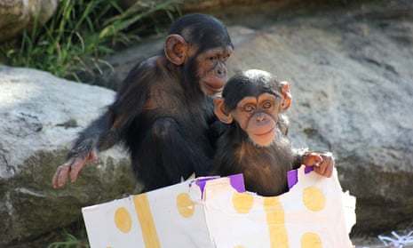 Chimpanzees at Tarongo Zoo in Sydney enjoy gift-wrapped food treats.