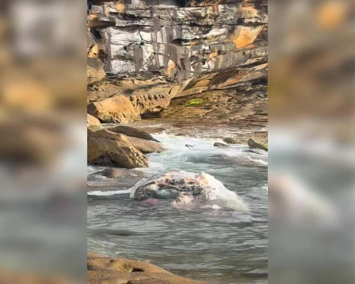 Şəhər şurası sakinlərə və ziyarətçilərə həmin ərazidən uzaq durmağı və xilasedicilərin göstərişlərinə əməl etməyi tövsiyə edir. Kompozit: Randwick City Council