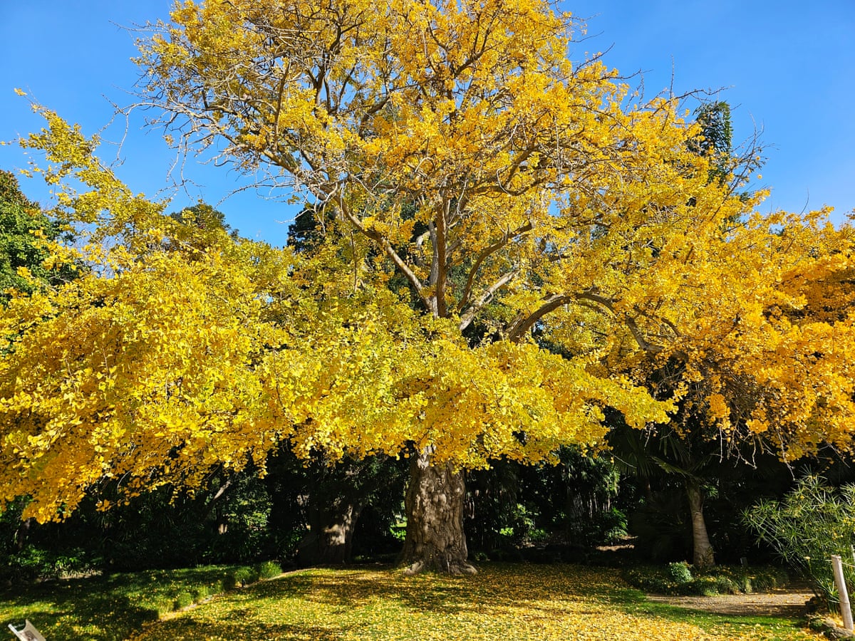 Ginkgo (Ginkgo biloba) in Geelong