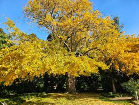 Ginkgo (Ginkgo biloba) in Geelong