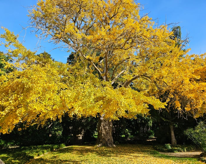Gums, gingkos and a golden wych elm: voting for Victoria’s tree of the year