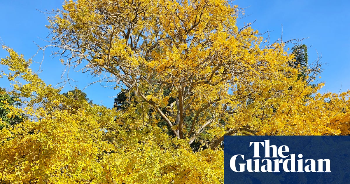 ‘Backdrop for countless local love stories’: Geelong gingko named Victorian tree of the year