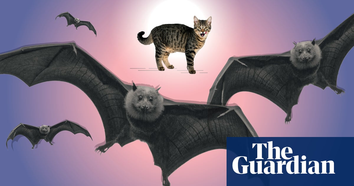 Murderous moggies: should we be locking up our cats at night?