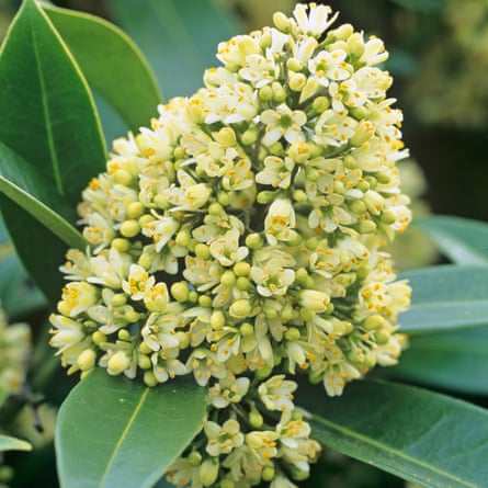 Skimmia x confusa ‘Kew Green’