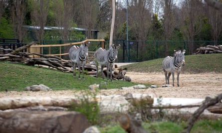 Chester zoo unveils £28m ‘Africa’ facility – complete with chilly giraffes (6) Chester zoo unveils £28m ‘Africa’ facility – complete with chilly giraffes (6)