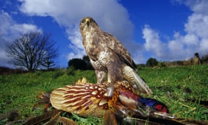 Buzzards Back In Hunters Crosshairs Over Threat To Uk Pheasant