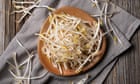Reden Sie nicht über den Wok: was tun mit überschüssigen Sojasprossen | Küchenhilfe