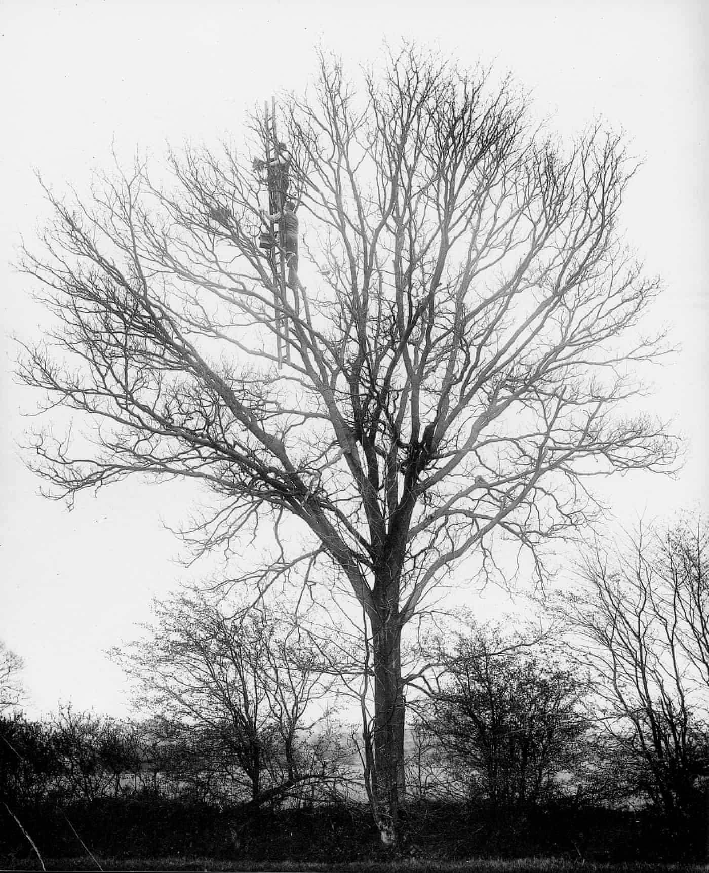 A black and white photograph of a large bare tree in winter. The brothers are visible high up in the tree, seemingly working on the branches.