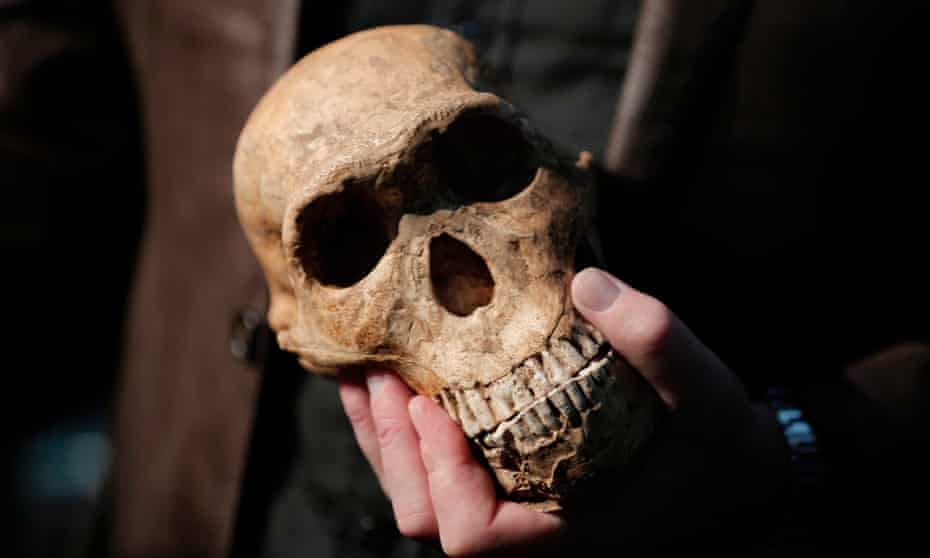 A replica skull of a Homo Naledi Hominin. 