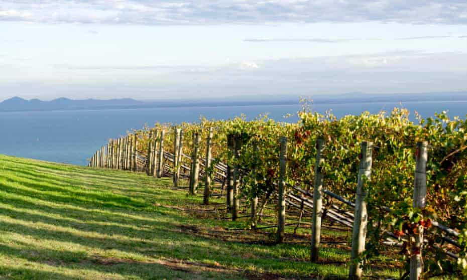 One of the many vineyards overlooking Port Phillip Bay on the Bellarine peninsula.