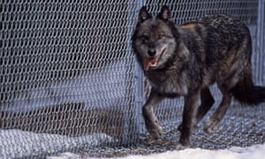 Wolf No 9 in Rose Creek pen, 1996.