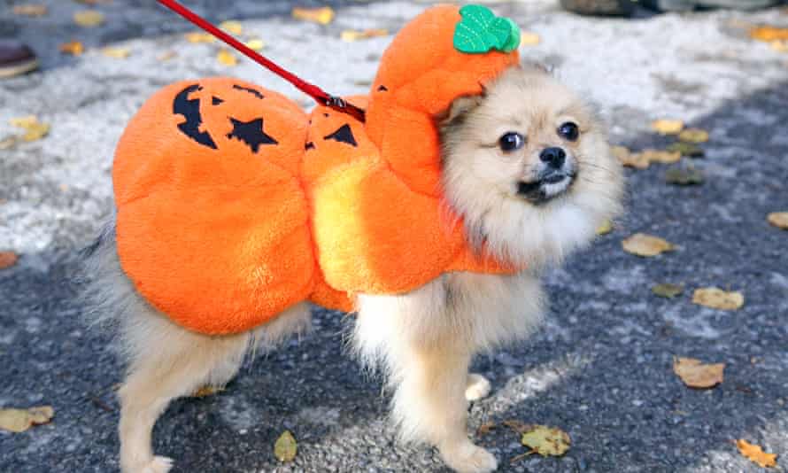 Costumes for pets have gained popularity.