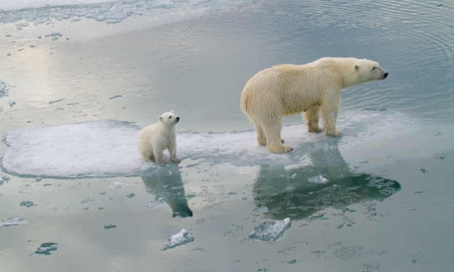 Polar bears in much of Alaska and Russia will be in serious trouble by 2080, the study indicates.