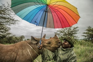 A young rhino with his keeper, Kamara, under a rainbow umbrella