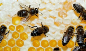 Live scenes from the hive