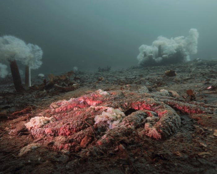 A decade long mystery - why were billions of starfish turned to goo?