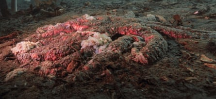 A dead or dying sunflower sea star reduced to pinkish goo lying flat with its legs decomposing