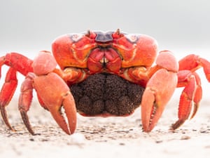 Each female red crab can carry up to around 100,000 eggs.