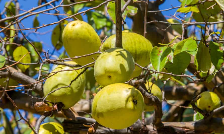 How to propagate Chinese quince from seeds | Plants | The Guardian