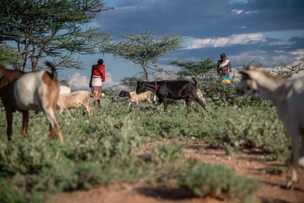 Grazing goats Kenya