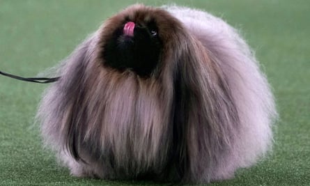 Wasabi sticks his tongue out during judging before winning best in show at Westminster Kennel Club dog show in Tarrytown, New York, on Sunday.