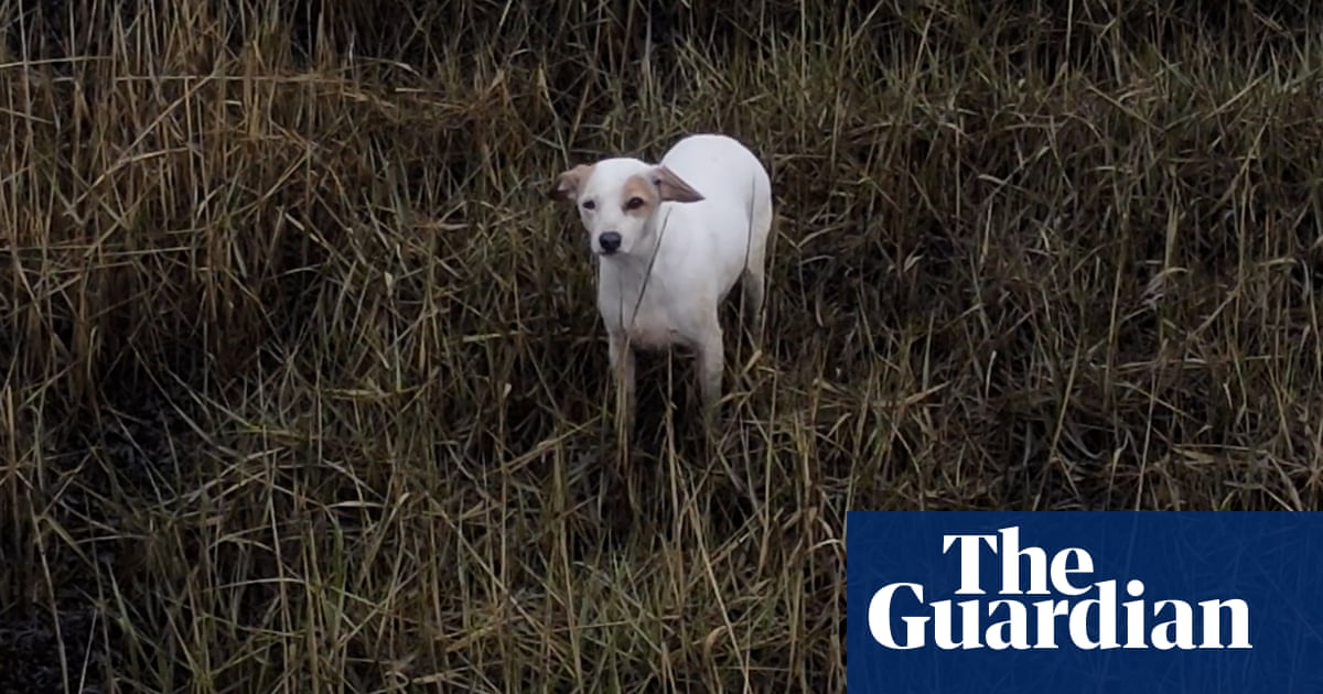 Dog saved from rising tide after being lured by sausage dangling from drone – video