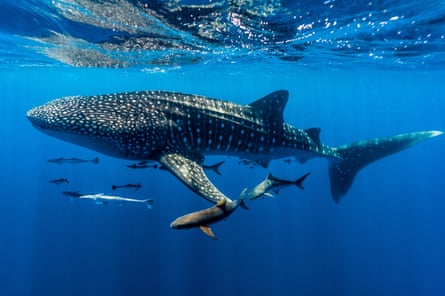 A school of suckerfish, including remora, following a whale shark in Ningaloo Reef, Western Australia