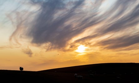 A silhouetted sheep on the South Downs in Sussex