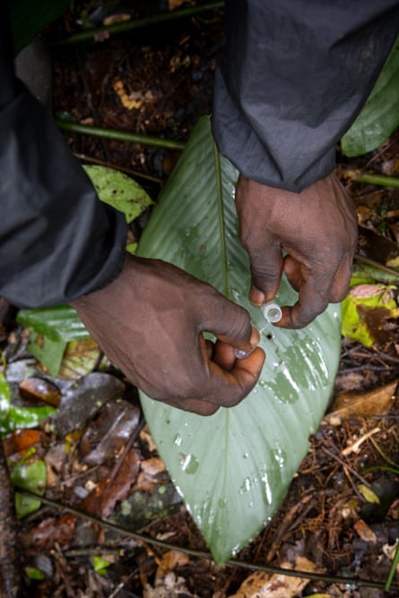 A man’s hands hold a small container next to a wet leaf