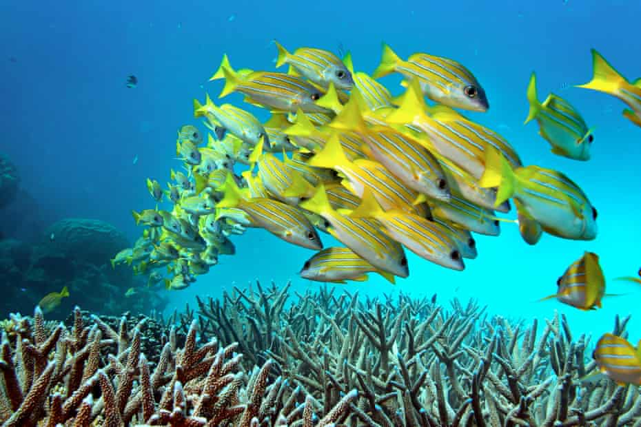  A school of fish stay close to another as they hoover over partially bleached staghorn coral on the Great Barrier Reef.