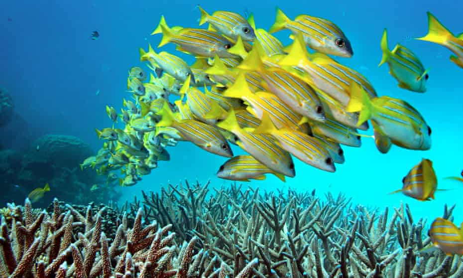 A school of fish hover over staghorn coral on the Great Barrier Reef in Australia. 