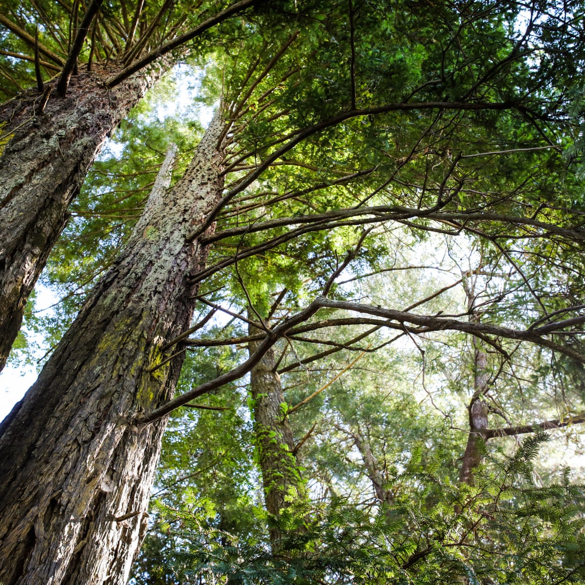 Tree planting \'has mind-blowing potential\' to tackle climate crisis |  Greenhouse gas emissions | The Guardian