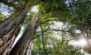 Redwood trees in Guerneville, California.